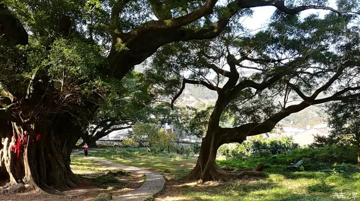 自驾霞浦杨家溪榕枫林公园