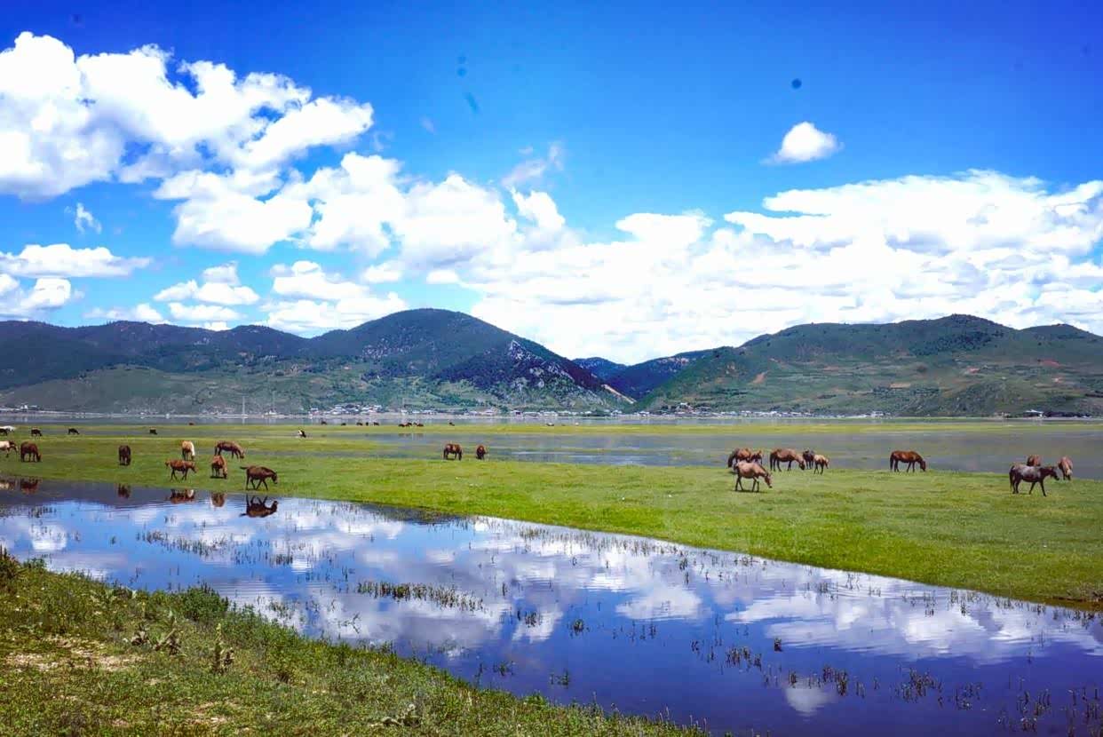 云南香格里拉纳帕海依拉草原美的不可方物