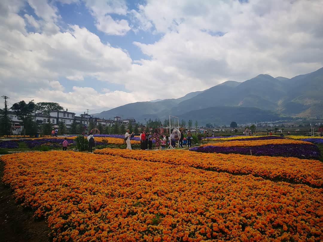 图文云南大理花语牧场一