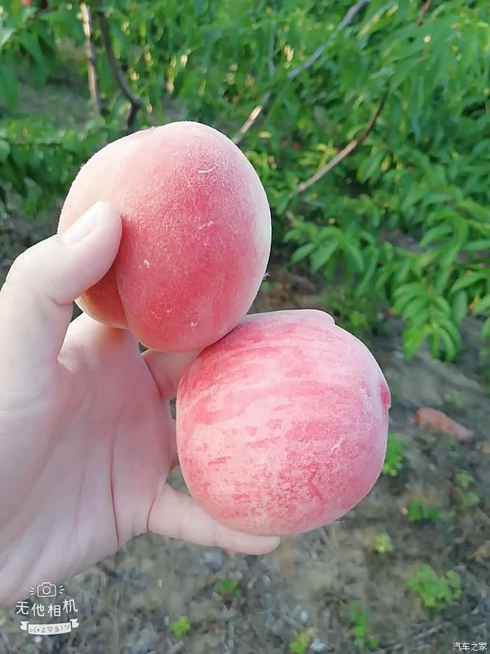 桃子毛茸茸的,看看这颜色,要不是顾及它有一层防护衣,拍照估计就是