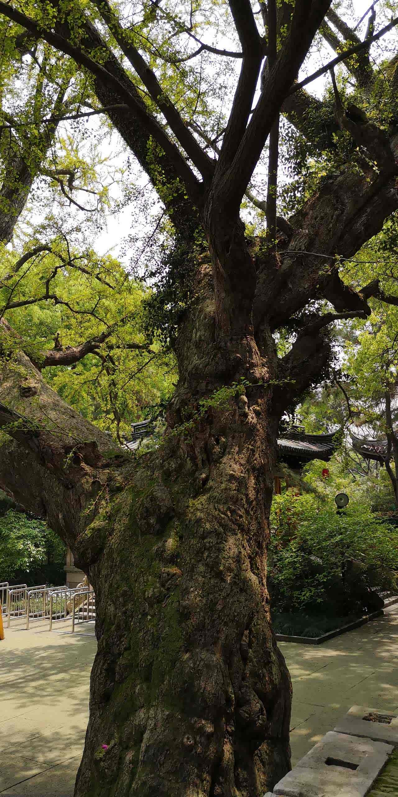 这里古木参天是无锡著名的景点