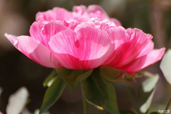 来到千年帝都牡丹花城一赏牡丹之美