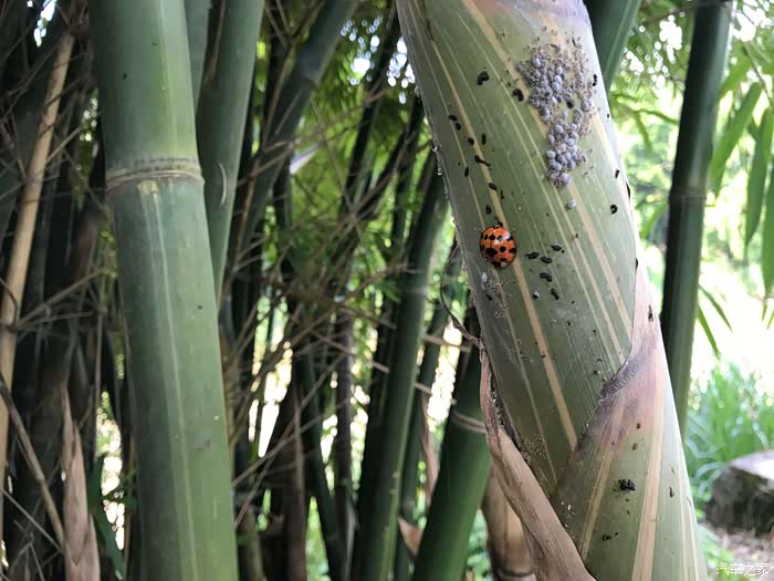 抬头看见旁边柱子,星瓢虫正在帮助竹子清除蚜虫