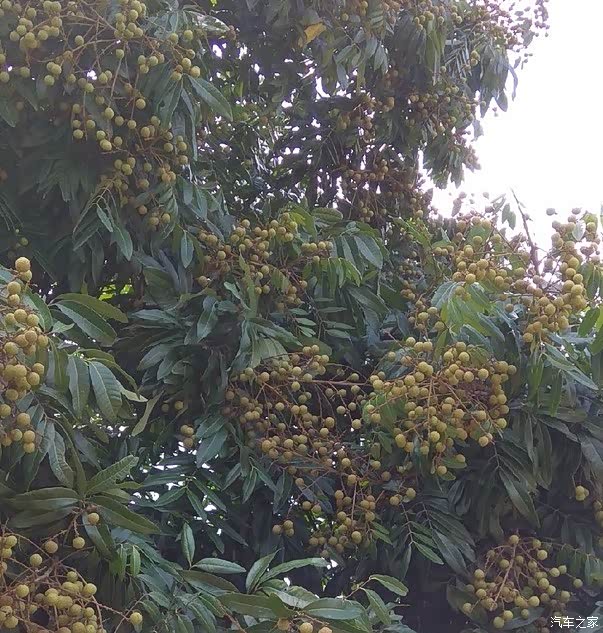 龙眼还未成熟