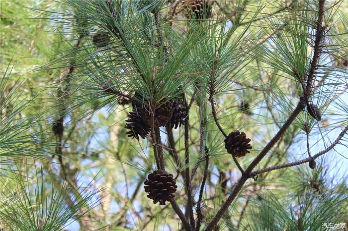 上海cs75官方车友会253小何那年乡土花香依旧