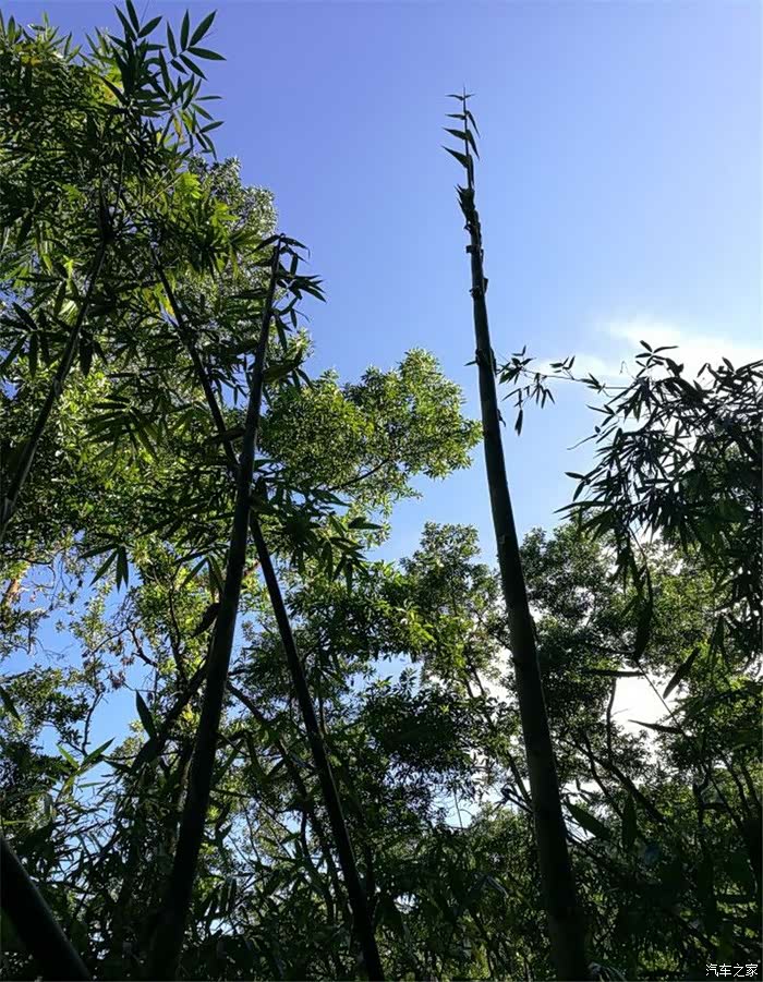 【 深圳长安车友会】192网中鱼-翠竹公园