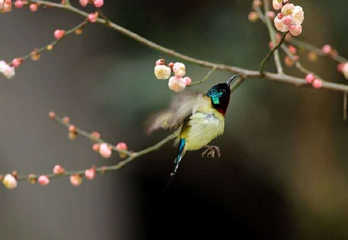 人逢岁首春偏富,鸟啭枝头花正浓