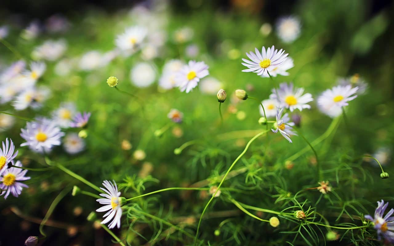 山花烂漫芳草青青骄阳似火