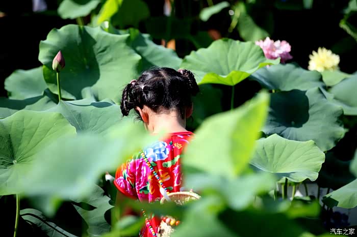 山城荷花竞相盛放定格宝贝最美瞬间