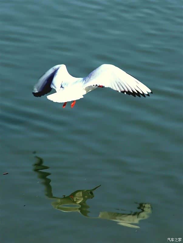 成群结队,生活在江河,随拍水鸽子.