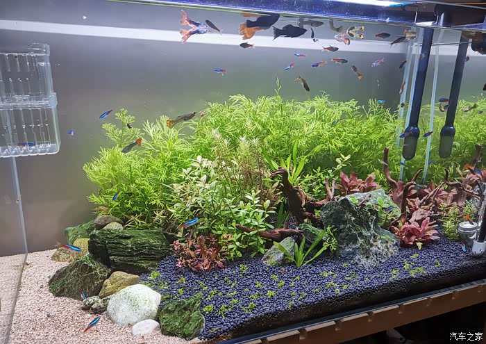 逛花鸟鱼虫市场和阁瑞斯一起为家里添置鱼缸