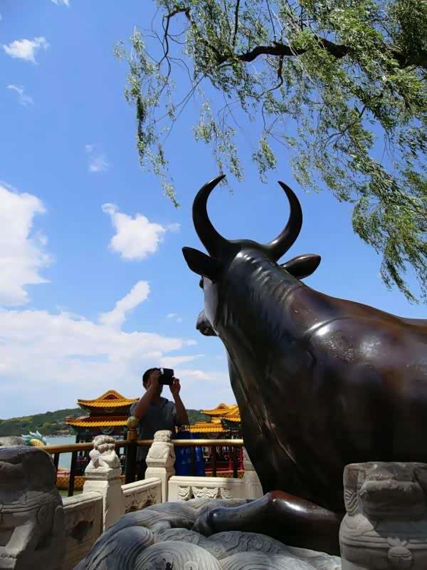 颐和园昆明湖畔,一只断尾铜牛傲视远方
