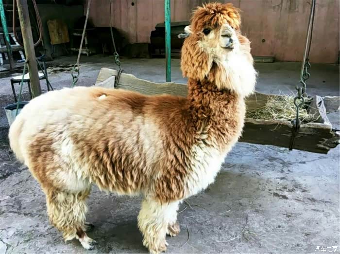 一只抬头挺胸的羊