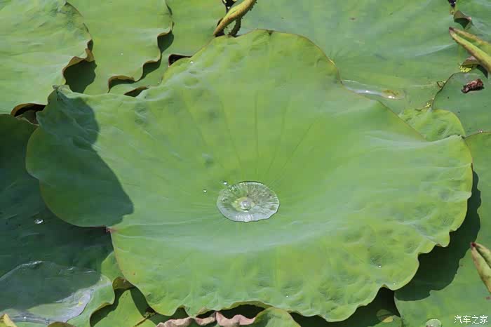有点奇怪,这片荷叶怎么在吐泡泡,真神奇,荷叶太密集,我觉得下面应该是