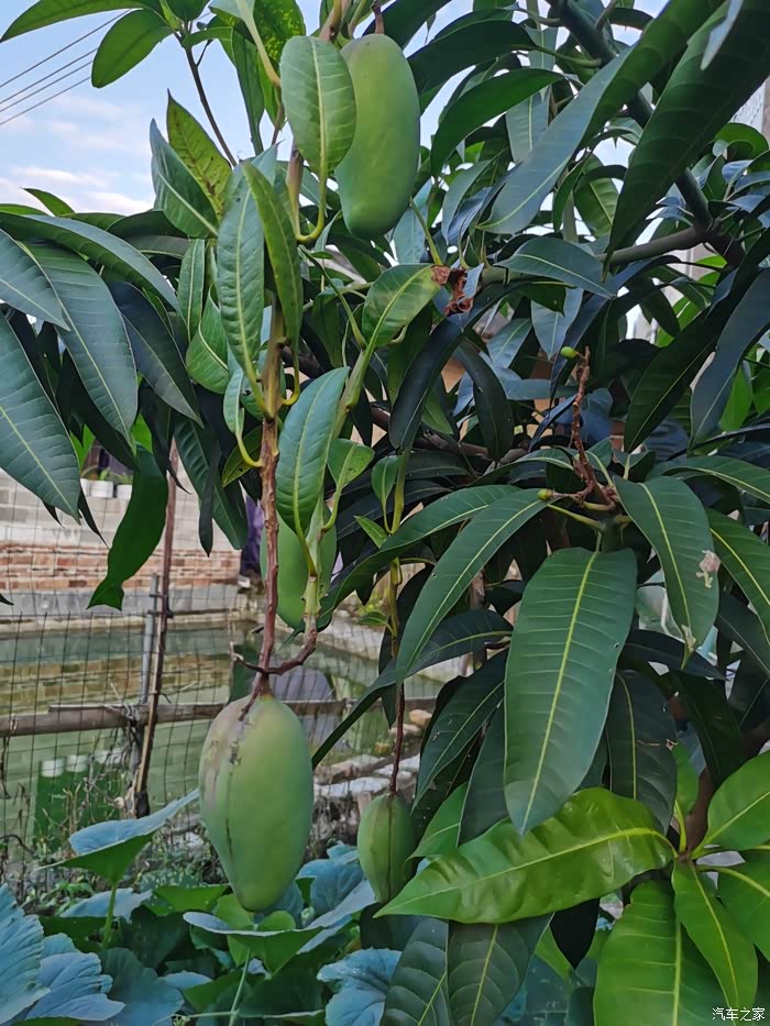 这个芒果树今年第一次结果,能有这么大已经算不错了