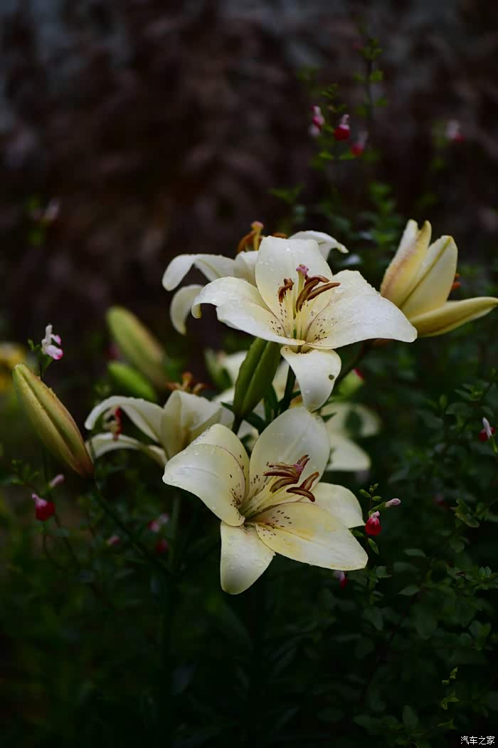 雪中的百合花真不愧是花中之王的美誉啊