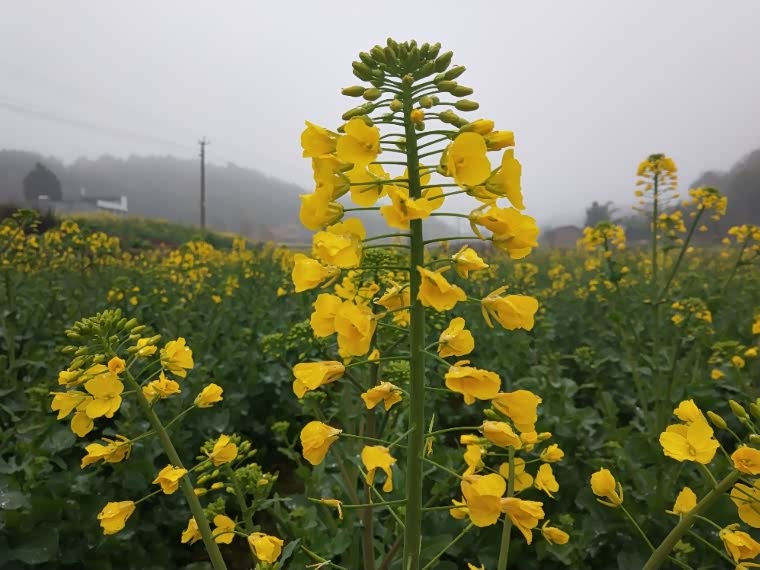 这个春天铺在家乡芸薹花的绝美地毯