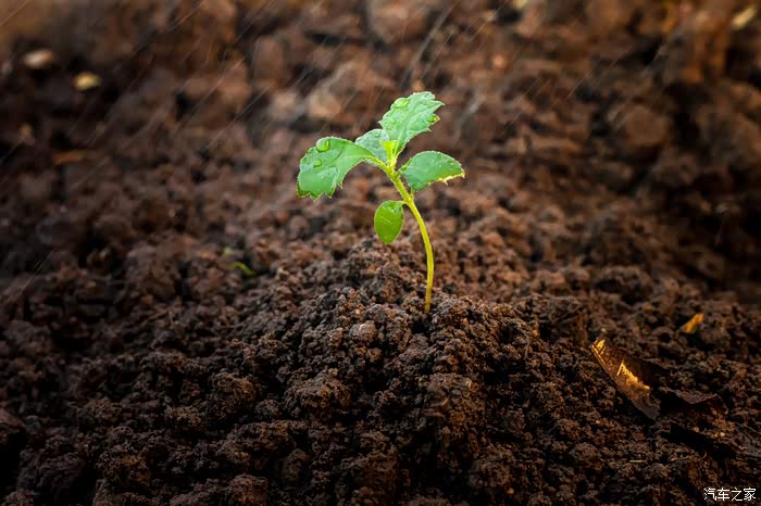 希望每个人像小幼苗一样茁壮成长