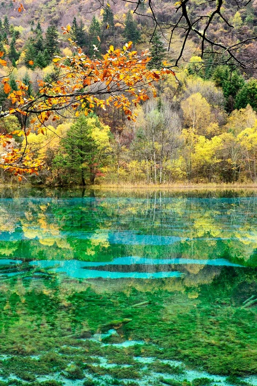 九寨沟的秋天彩林漫漫炫雅妩媚