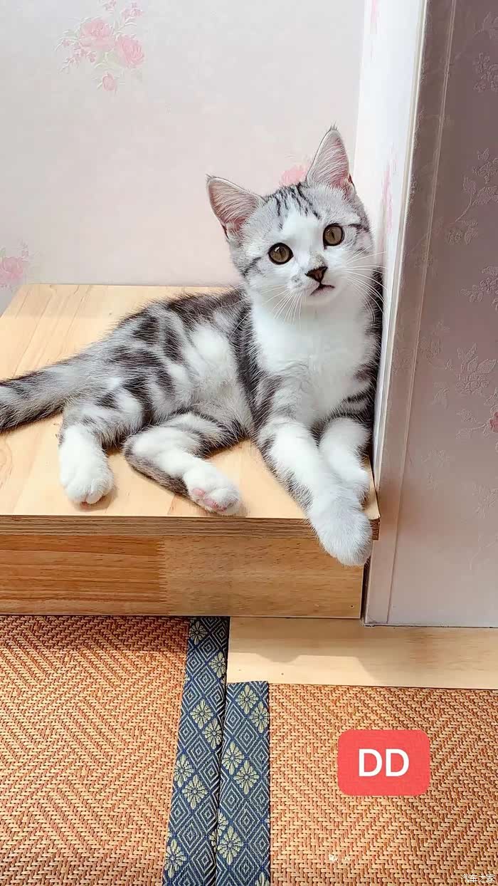 美短虎斑加白宝宝,一公一母,找富养家庭