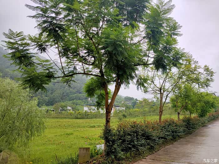 88 | 回复: 1 传祺gs7论坛 七月花事 绽放的荷花石桥水乡湿地公园