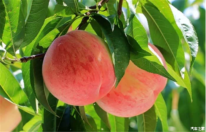 偷得浮生半日闲,和朋友到小果园采摘桃子