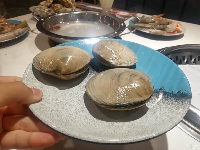 美人贝,个头真大.