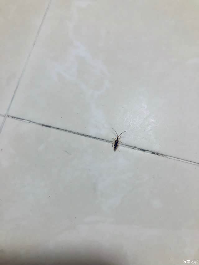 夏天了家里小飞虫多了