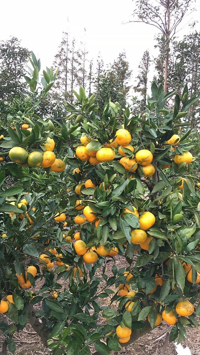 自驾游长兴岛郊野公园采摘橘子体验秋收的喜悦