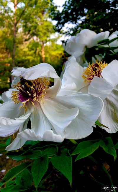奥森南门看别样的牡丹花