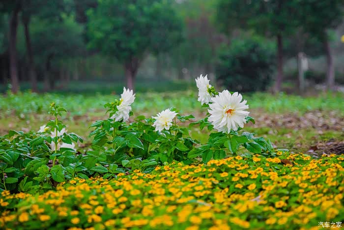 阳光雨露里牵手去听花开的声音