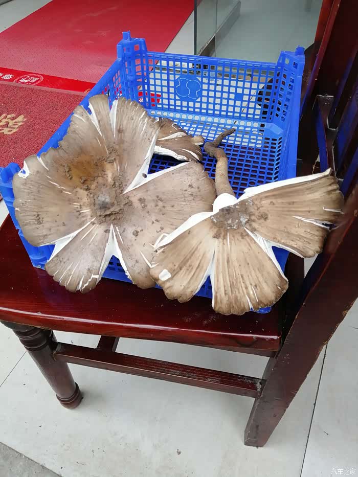 这是妈妈去山上找的野生菌,我们这里叫斗鸡公,有木有认识的,巨吃的种