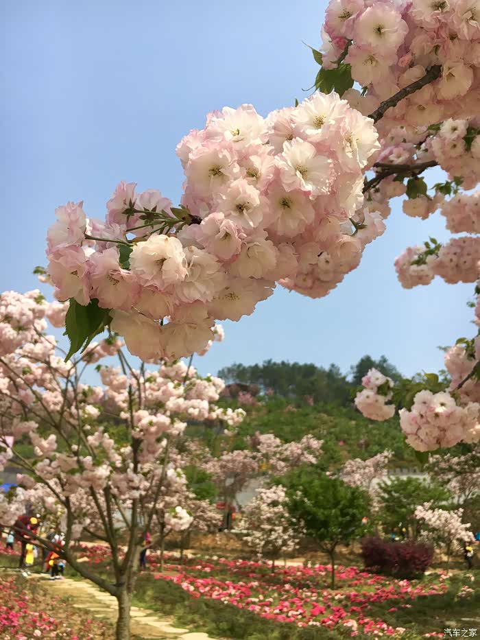 绵阳樱花谷花团锦簇雷凌车主回忆春暖花开