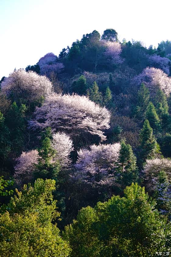 穿越八亩丘遇见美丽樱花