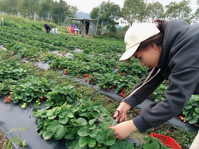 與帝豪出行帶著冰美眉去草莓園摘草莓