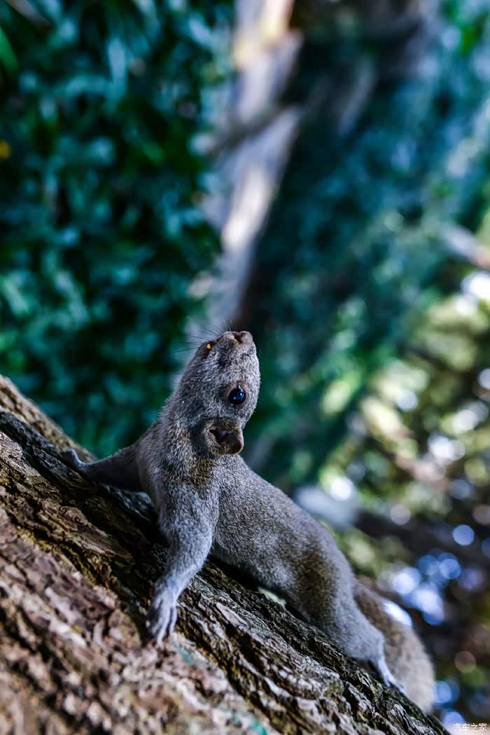 在秋天的景色里动物们活蹦乱跳的很是自在啊