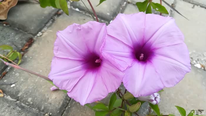 公园植物随拍;牵牛花 分享