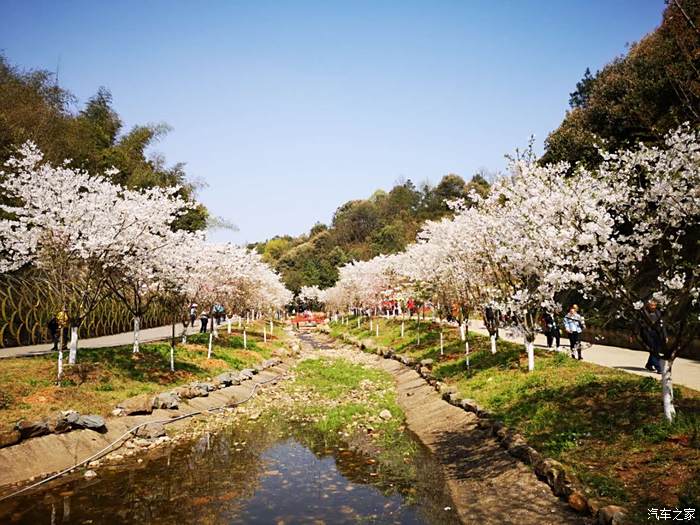 长沙浔龙河樱花节图片