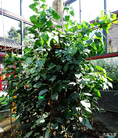 广仁寺里的菩提树现状