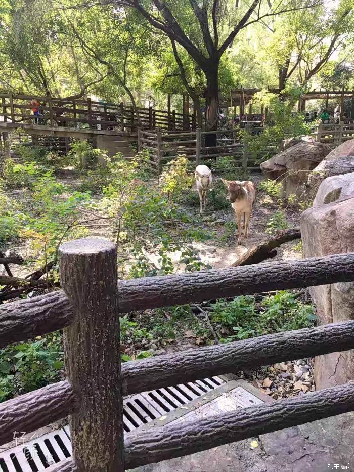 昆山cs75官方车友会cs75自驾上海动物园