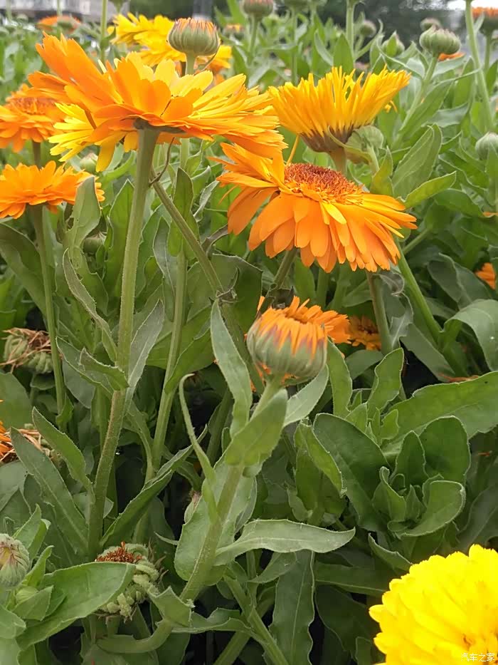 黄色的臭菊花,名字不好听,但是花期还是很长的!可以开很久!