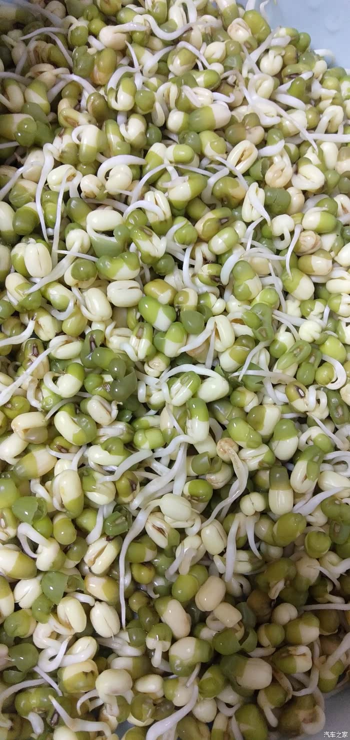 新生命降临长芽