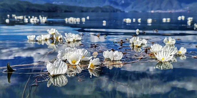 長滿水性楊花的瀘沽湖