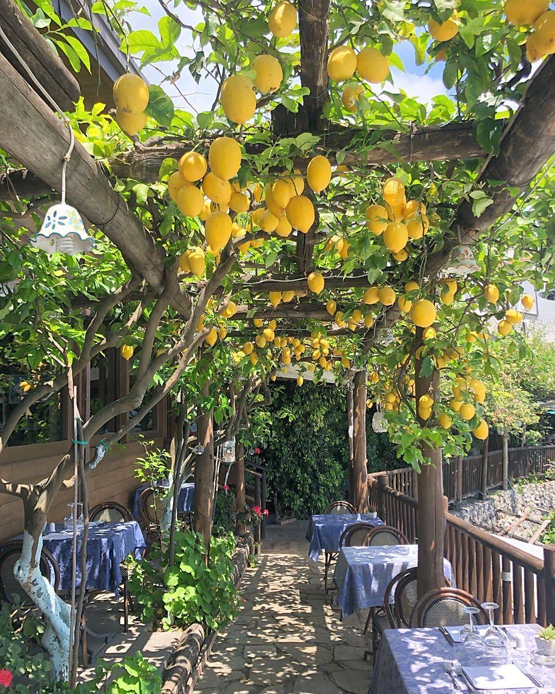柠檬树架子鼓谱图片