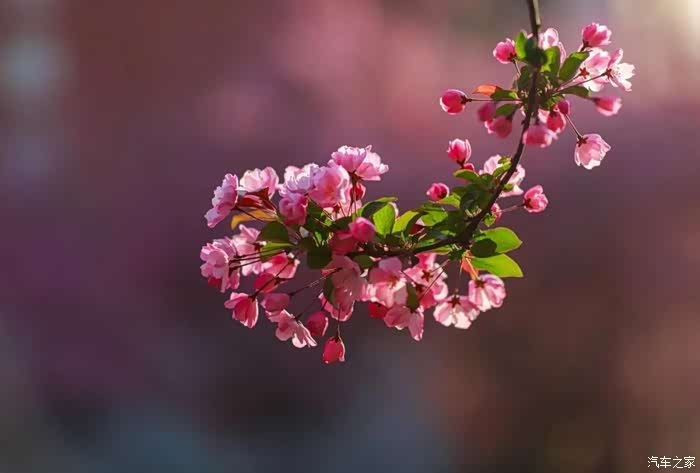 "海棠无香,惟蜀中嘉州者有香,其木合抱"川渝独有清香