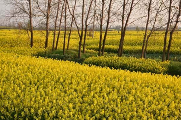 金茫茫的一遍大地