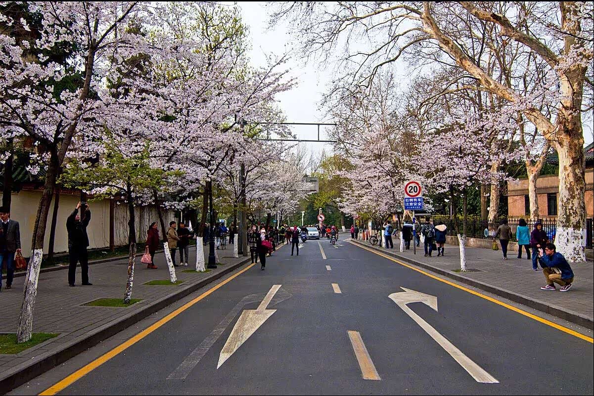 武汉大学樱花初绽,南京鸡鸣寺的樱花也要开了!