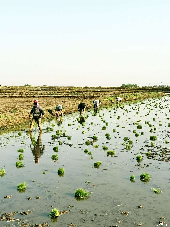 和女朋友一起田间劳作五常大米插秧实录