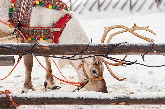 芬兰拉雪橇的麋鹿,太有圣诞节的气氛了!