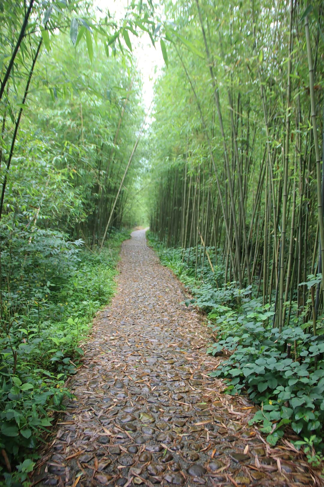 《黔南行 第六站 绿竹林 》